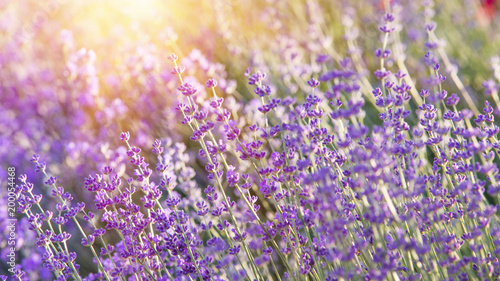 Lavender bushes closeup on evening light. Purple flowers of lavender. Provence region of france.