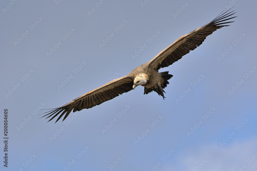 Griffon Vulture - Gyps fulvus, Crete Griffon Vulture - Gyps fulvus, Crete