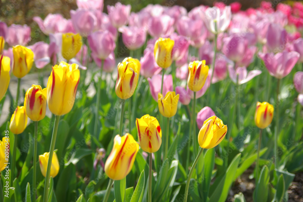 Tulipes jaunes et rose au jardin au printemps