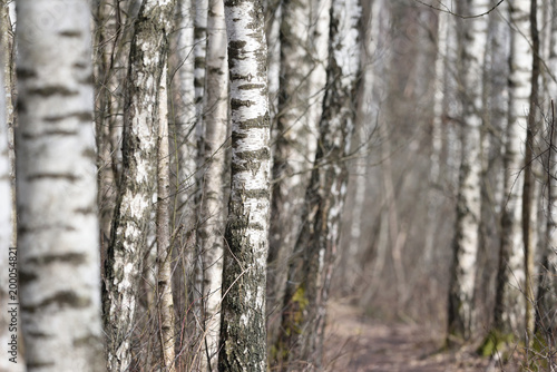 Birch trees forest at spring
