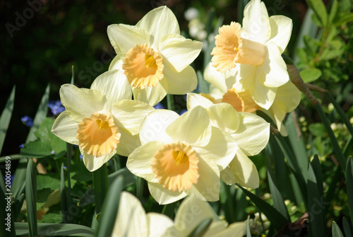 Narcisse jaune et blanc au printemps