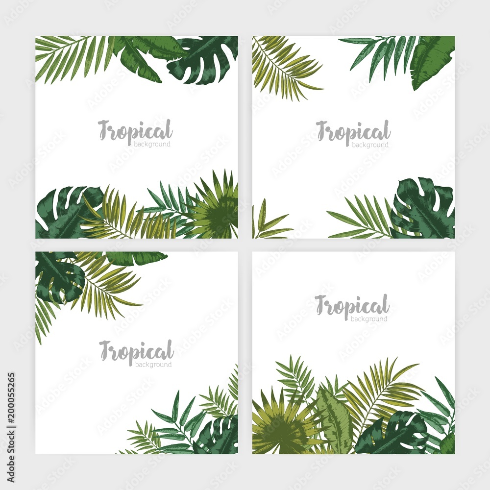 Collection of square backdrops with green tropical leaves. Bundle of backgrounds with foliage of palm tree and exotic plants. Decorative natural frames or borders. Colored vector illustration.