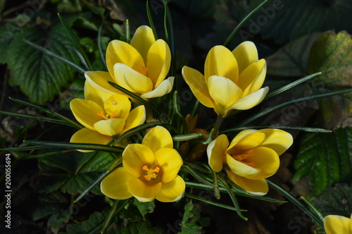yellow crocuses