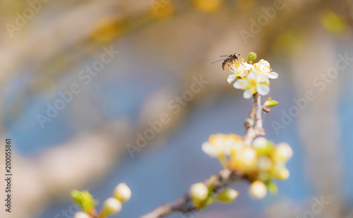 Blossoming cherry trees in spring photo