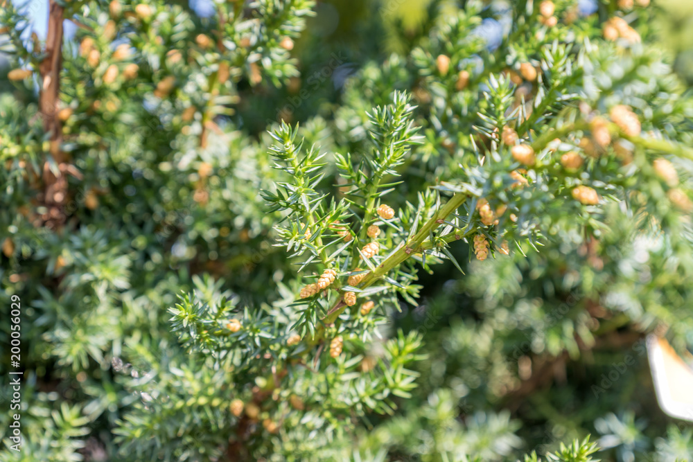 nature background of green bush, selective focus nature background of green bush, selective focus