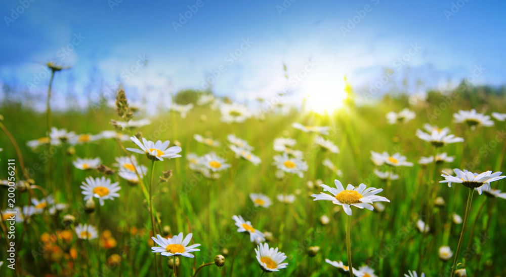 Obraz premium Daisy field in the sunny summer day.