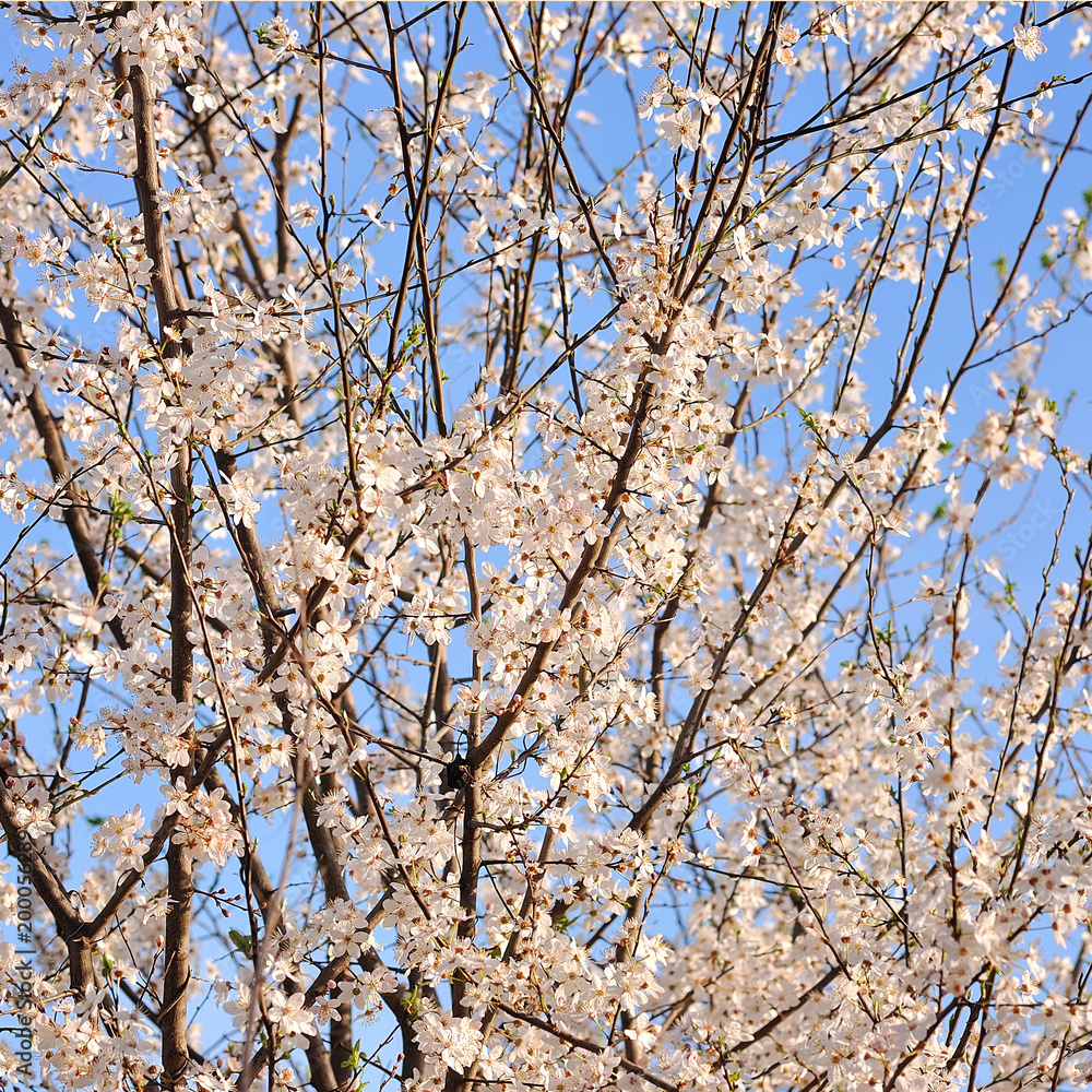 Cherry blossom in spring