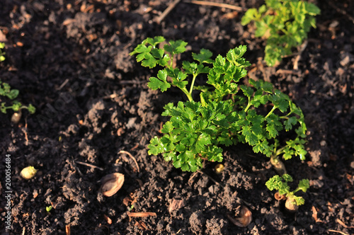 Parsley on the beds.