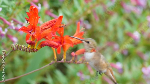 Female Allen's Hummingbird feeding photo