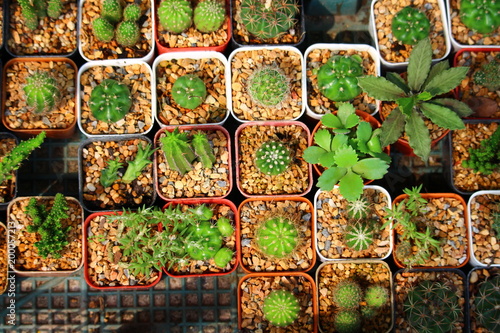 Green cactus in a pot