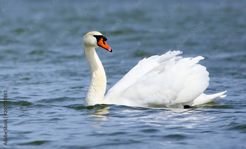 Mute Swan