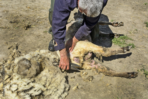 Removing a wool with the sheep
