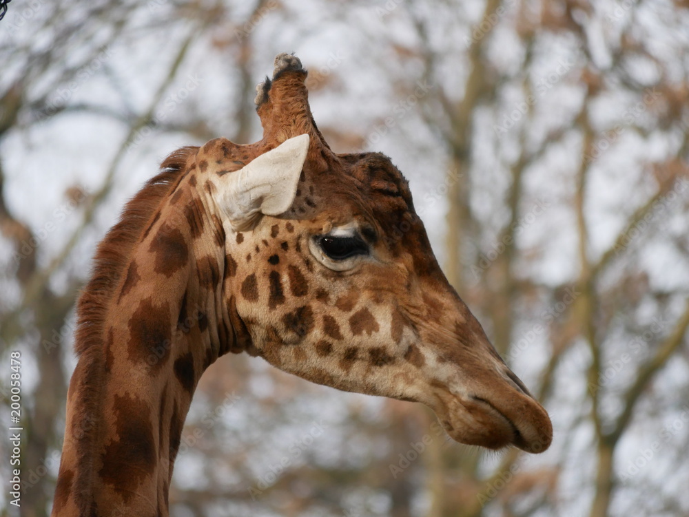 Steppengiraffe (Giraffa camelopardalis antiquorum) Steppengiraffe (Giraffa camelopardalis antiquorum)