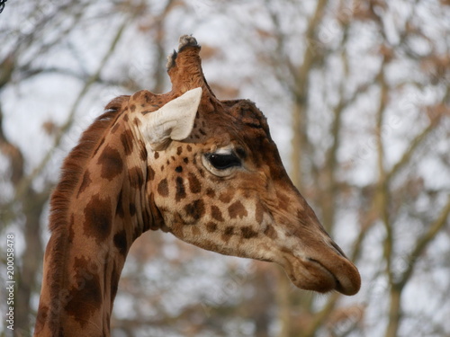 Steppengiraffe  Giraffa camelopardalis antiquorum 