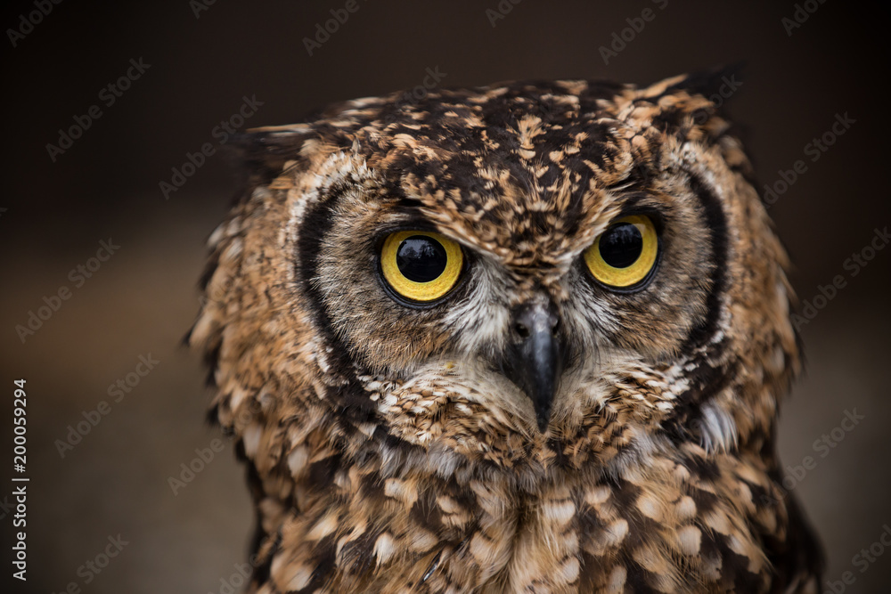 Portrait of eagle owl with dark background.