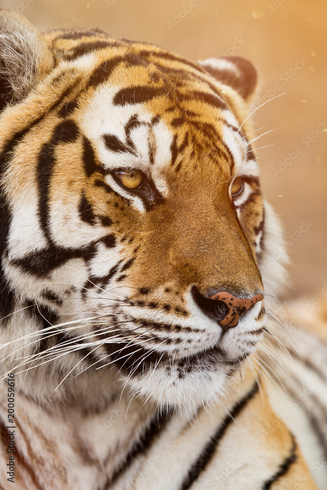 Obraz premium Close up of a Siberian tiger (Panthera tigris altaica).
