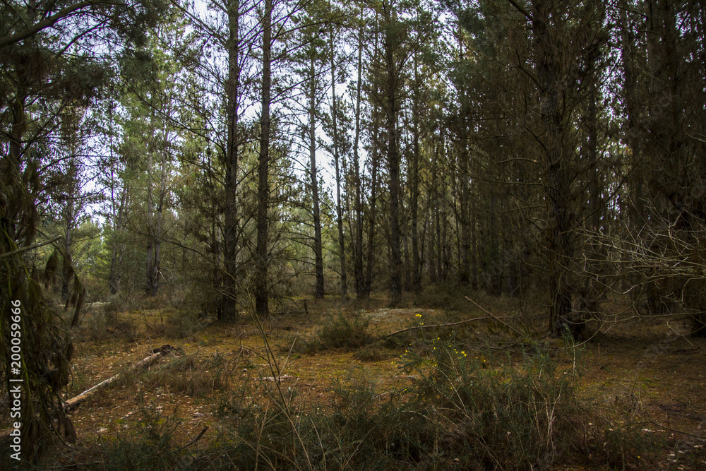 Bosque Pinos