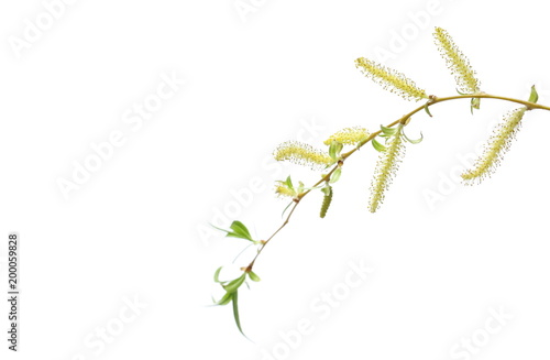 Young weeping willow twig with buds, flowers isolated on white background, with clipping path