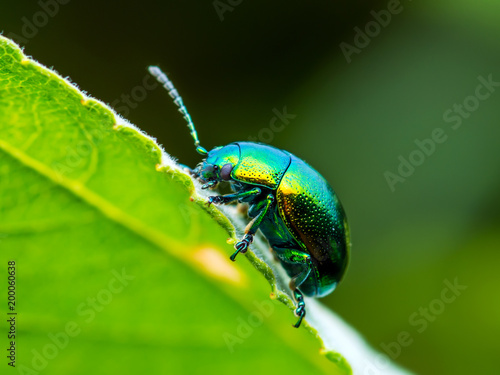 Chrysolina Coerulans Blue Mint Leaf Beetle Insect Crawling on Green Leaf Macro