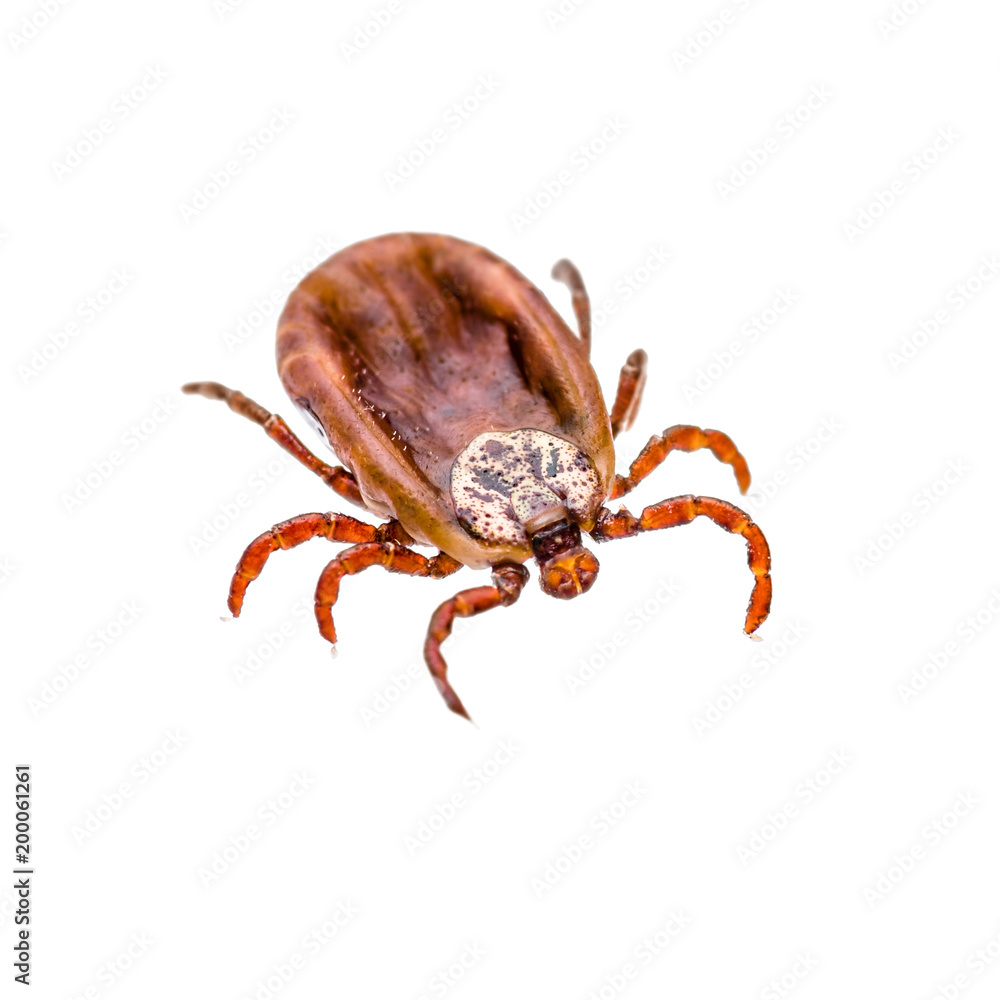 Encephalitis Virus or Lyme Disease Infected Tick Arachnid Insect Pest Isolated on White Encephalitis Virus or Lyme Disease Infected Tick Arachnid Insect Pest Isolated on White