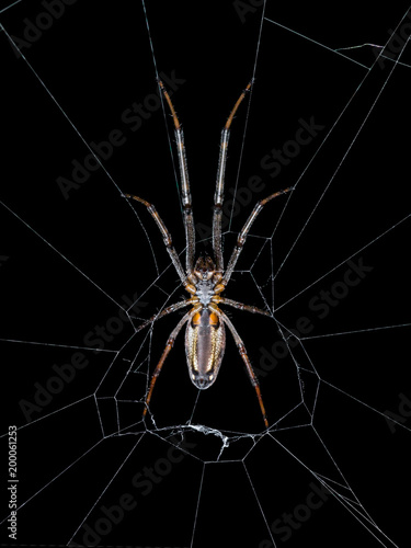 Spider Web Trap on Dark Background