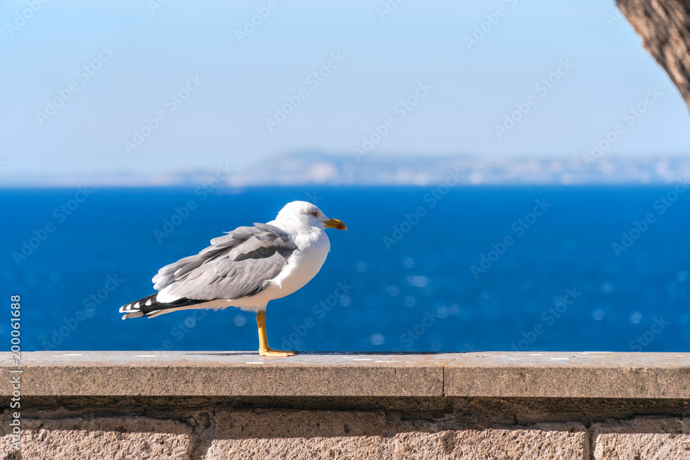 Herring gull standing on a post with a backdrop of sea of Naples Sorrento, Italy Herring gull standing on a post with a backdrop of sea of Naples Sorrento, Italy