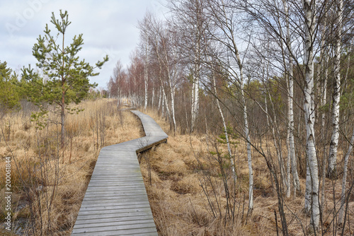 Bog in North Europe