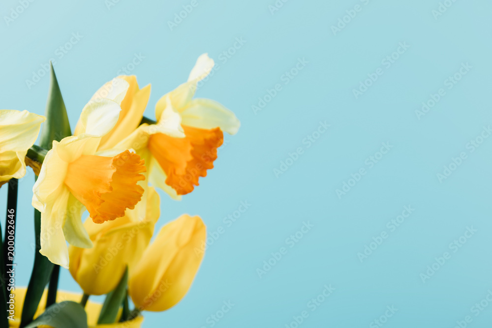 close up view of beautiful tulips and daffodils isolated on blue close up view of beautiful tulips and daffodils isolated on blue