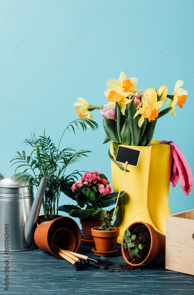 close up view of arranged rubber boots with flowers, flowerpots, gardening tools and watering can on wooden tabletop on blue