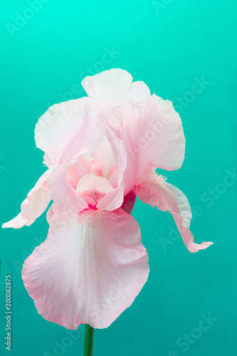 Fototapeta Naklejka Na Ścianę i Meble -  White iris in garden. Summertime. Close up