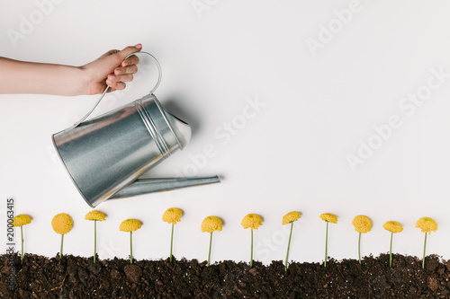 cropped shot of woman watering yellow chrysanthemum flowers in ground isolated on white