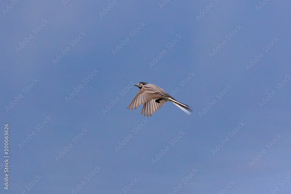 Obraz premium ballerina bianca in volo