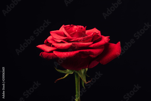 close up view of beautiful red rose isolated on black