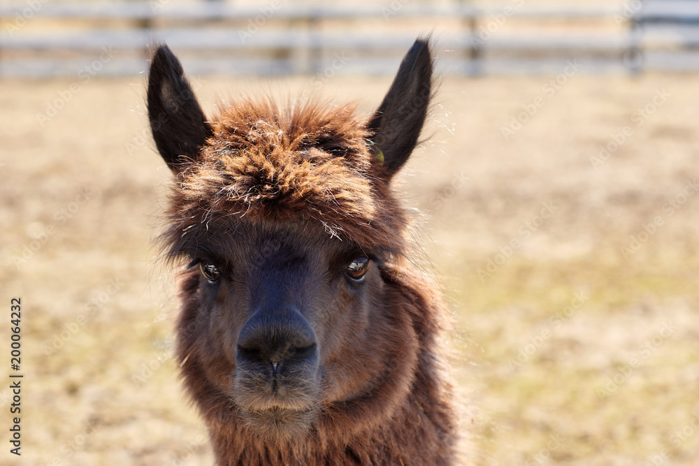 Fototapeta premium Portrait of brown alpaca in the field in the spring