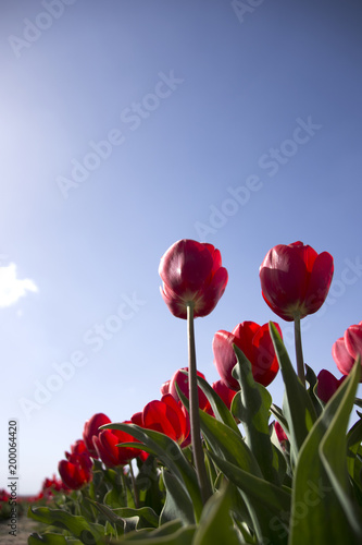 red tulip from graden in Turkey, Cumra. 
