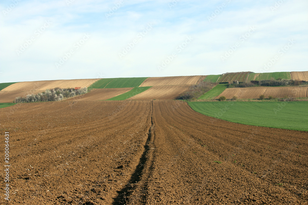 farmland plowed and green wheat field landscape farmland plowed and green wheat field landscape