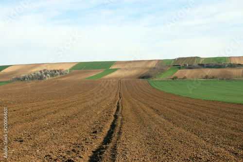 farmland plowed and green wheat field landscape