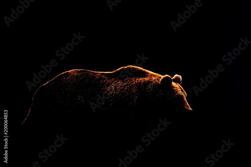 Bear body contour isolated on black background. Side view of brown bear.