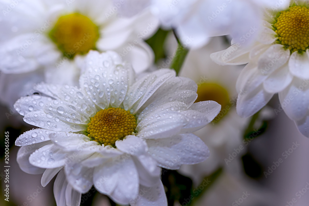 Camomile flowers in water drops close-up Camomile flowers in water drops close-up