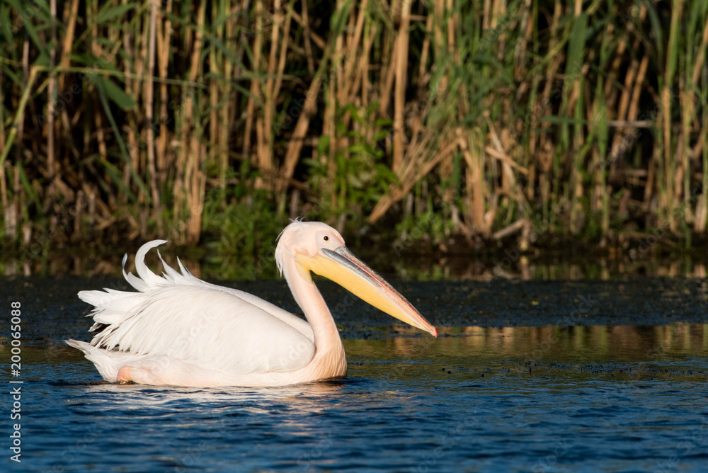 White Pelican (Pelecanus onocrotalus) White Pelican (Pelecanus onocrotalus)