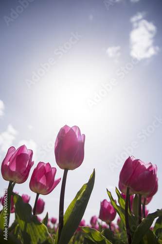 pink tulips from graden in Turkey, Cumra