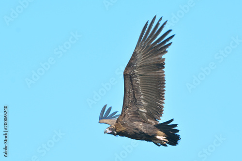 Cinereous or black vulture  Aegypius monachus  