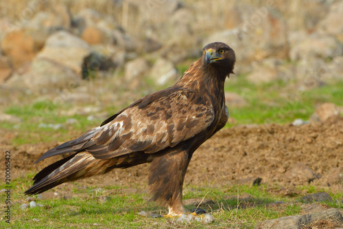 Golden Eagle Sitting on the Ground