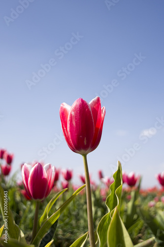 red tulip from graden in Turkey  Cumra