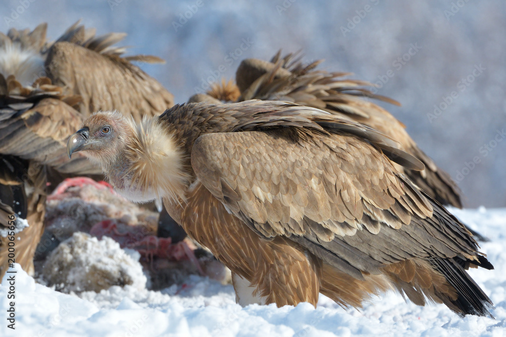 Fototapeta premium Griffon Vultures Eating in Winter