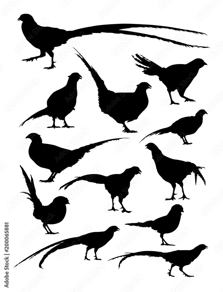 Pheasant animal detail silhouette. Vector, illustration. Good use for symbol, logo, web icon, mascot, sign, or any design you want.