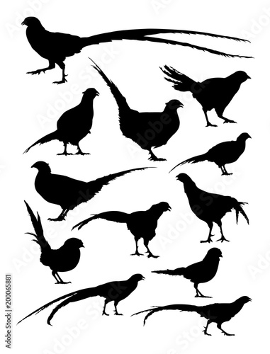 Pheasant animal detail silhouette. Vector, illustration. Good use for symbol, logo, web icon, mascot, sign, or any design you want.