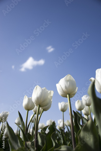 white tulips from graden in Turkey, Cumra