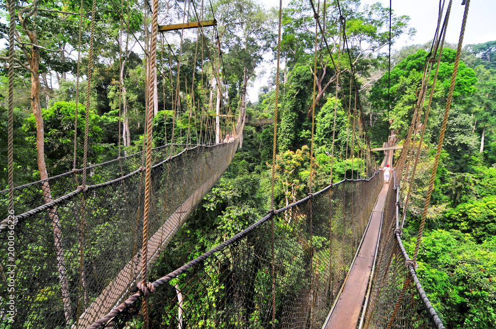 Kakum National Park  with a canopy walkway
 - obrazy, fototapety, plakaty 
