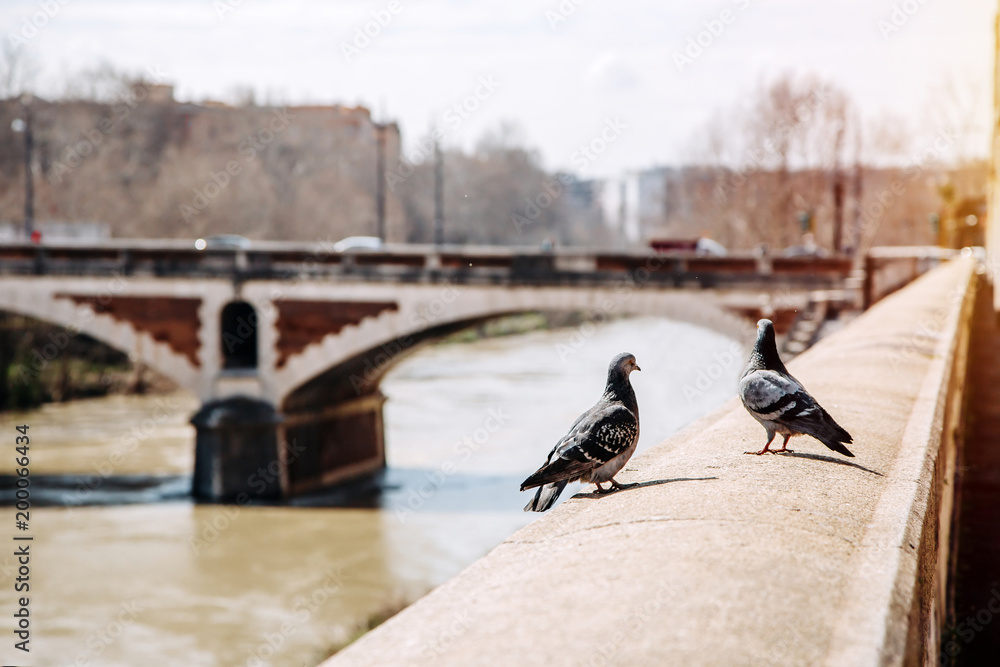 Obraz premium Pigeons near the Tiber river in Rome, Italy.